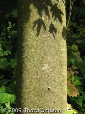 Acer saccharinum